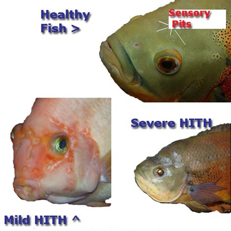 hith in fish|Hole In The Head Disease in Fish: Causes.